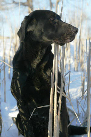 Mountain Plains Kennel