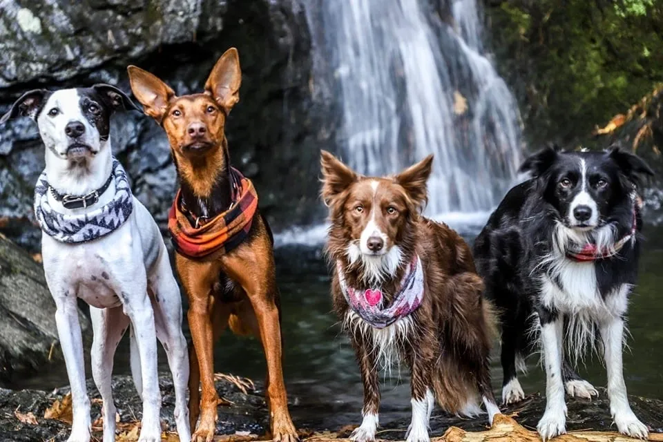 Divine Canine Solutions