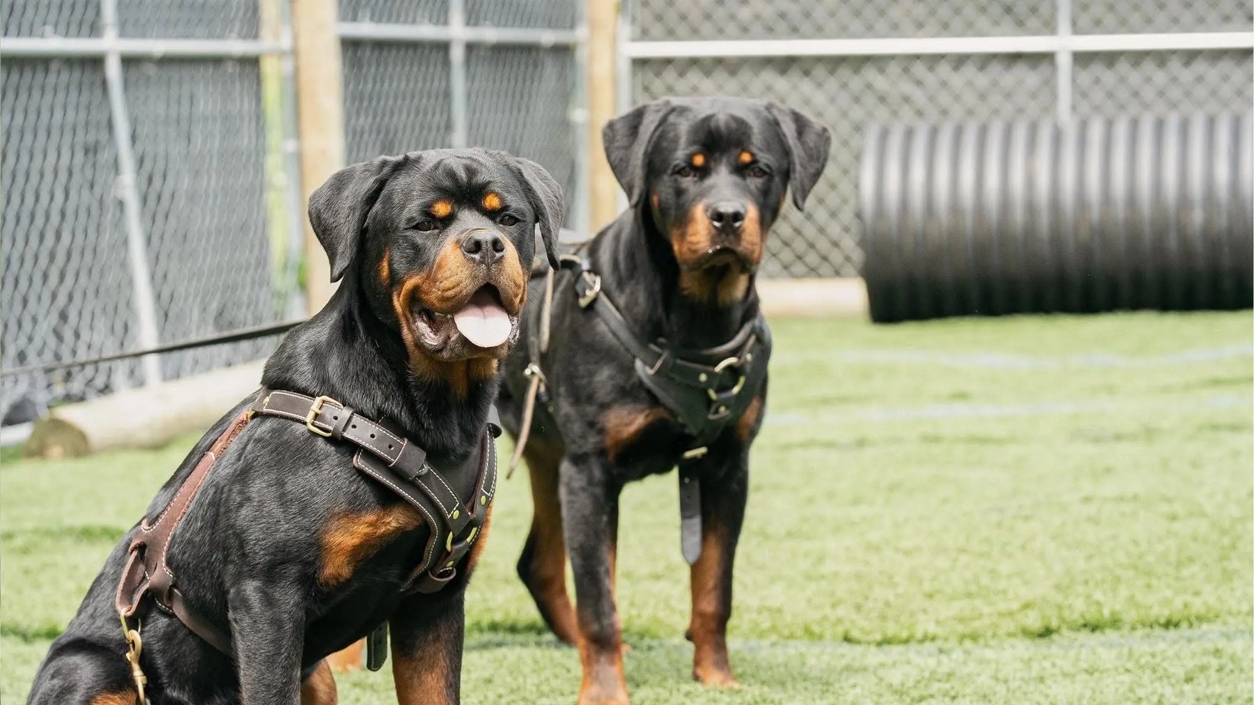 Maine Refined K9 — dog trainer in Bangor, ME