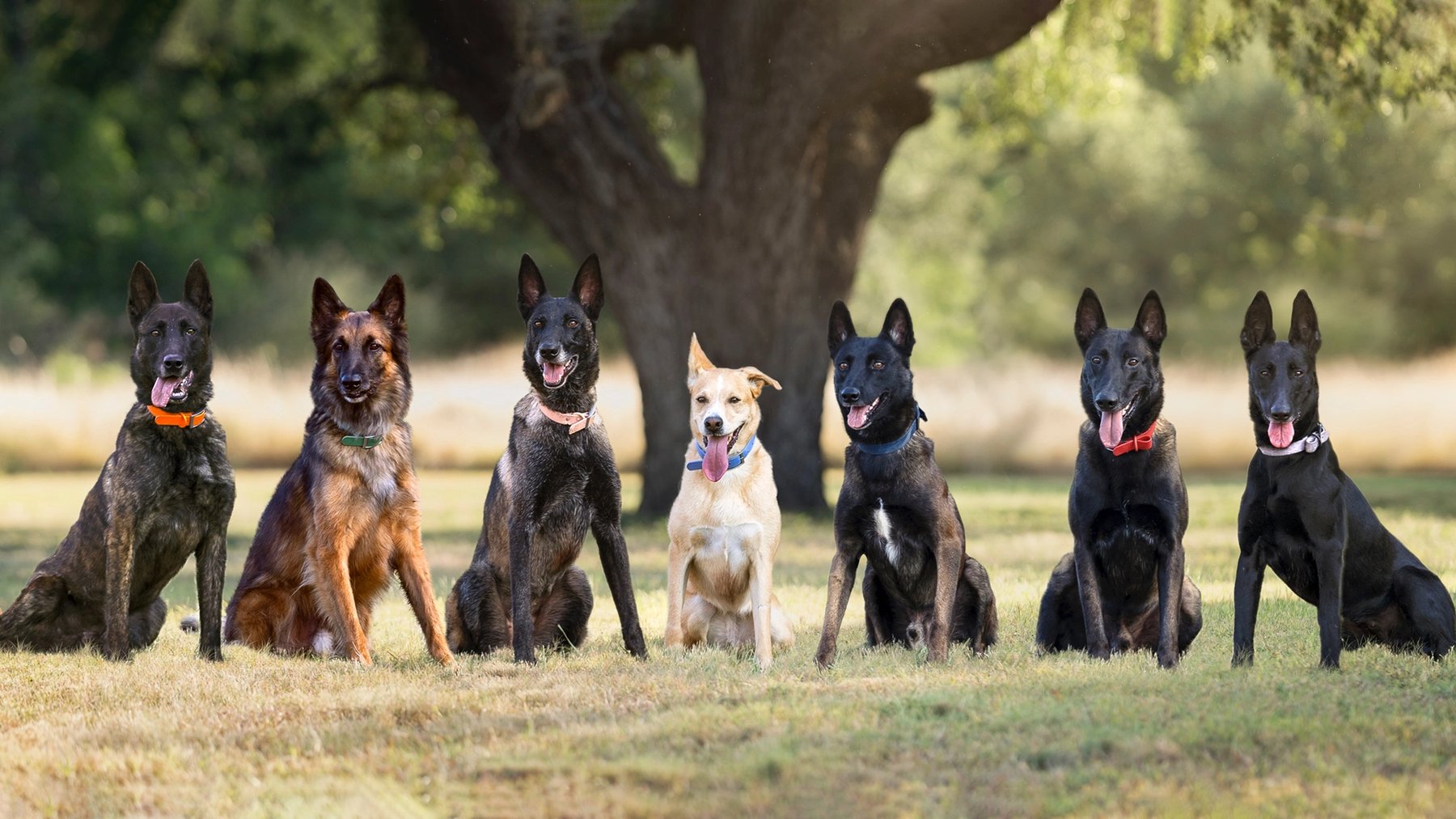 Lone Star State K9 LLC — dog trainer in San Antonio, TX
