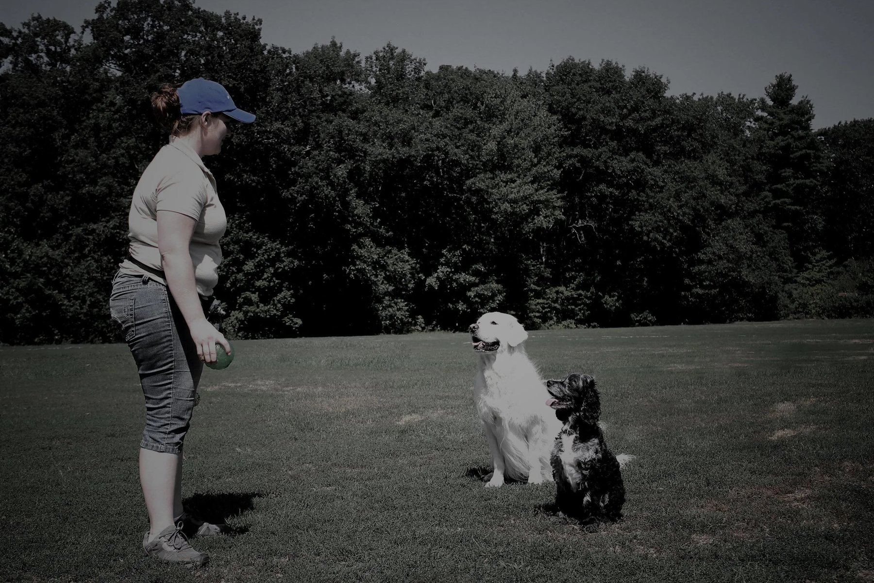 K9 to 5 Dog Services