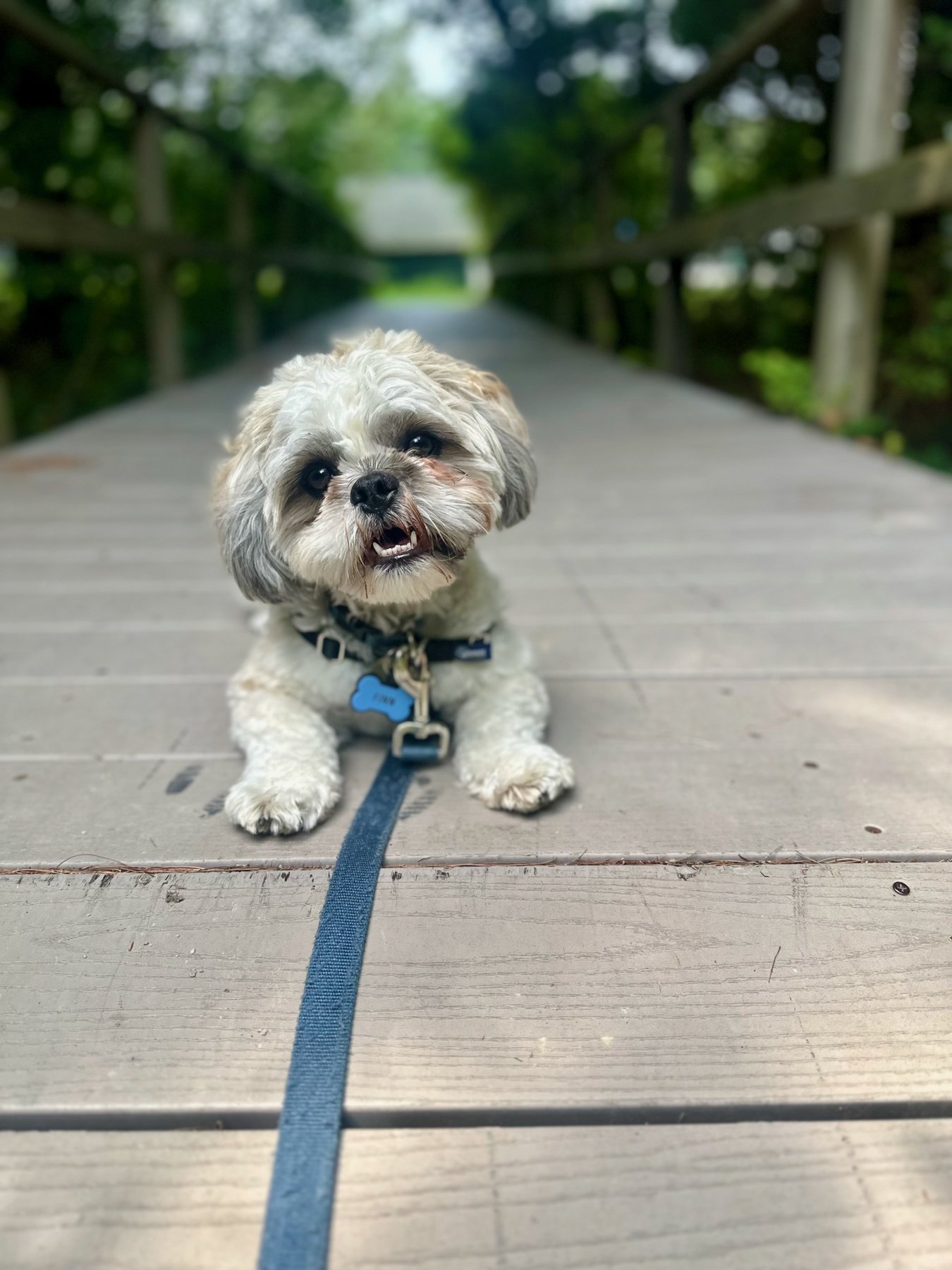 PAWSitively Obedient