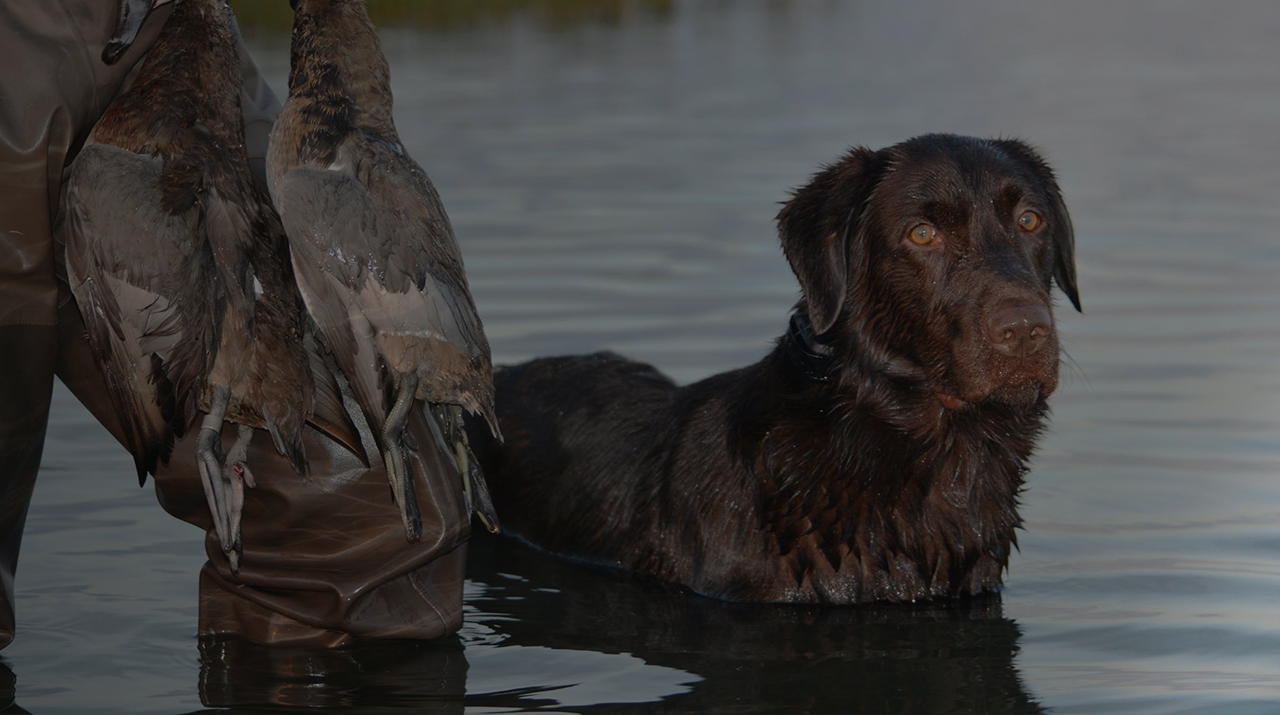 Jordan Valley Retrievers