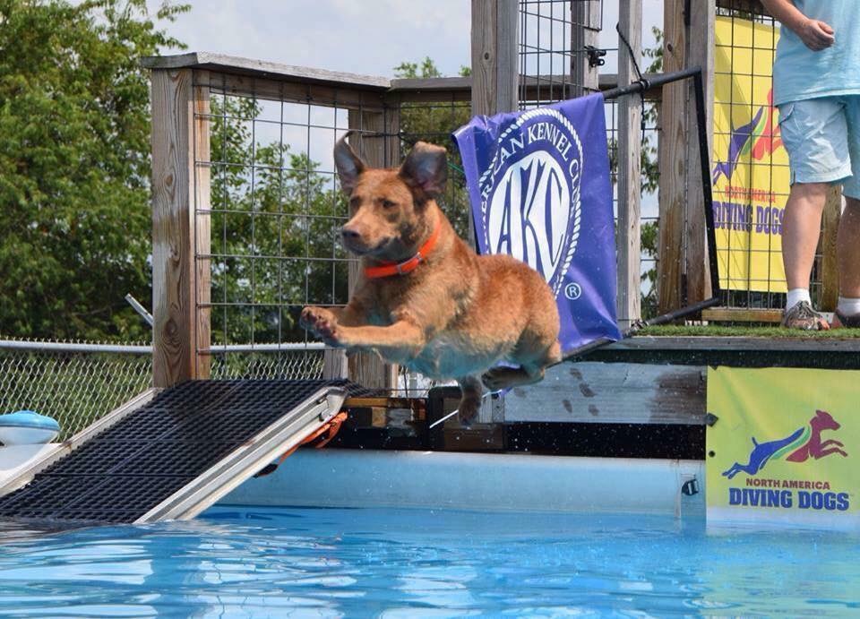 Chessieville Bay K9 Training — dog trainer in Deptford, NJ