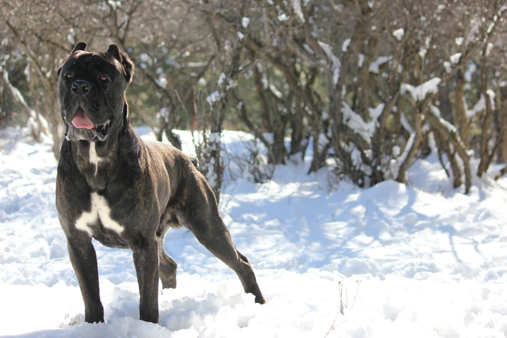 NorthWoods Cane Corso