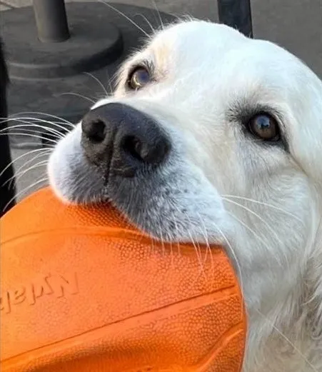 Dog Psychology Rehabilitation Center
