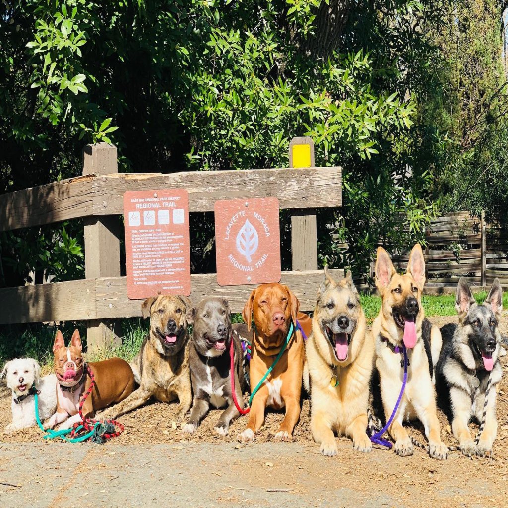 Dog Over Breed – Concord