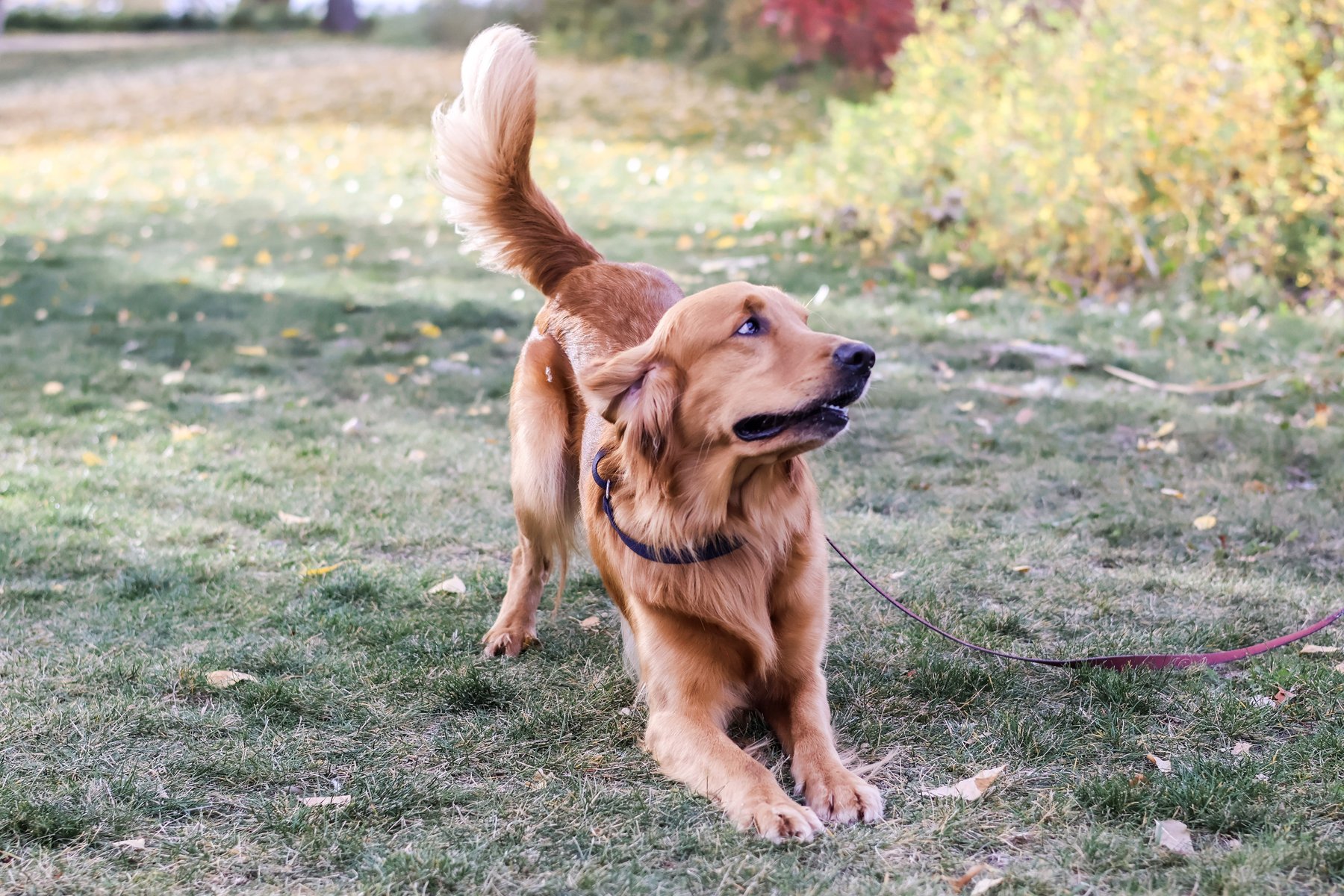 Huntsman Dog Training