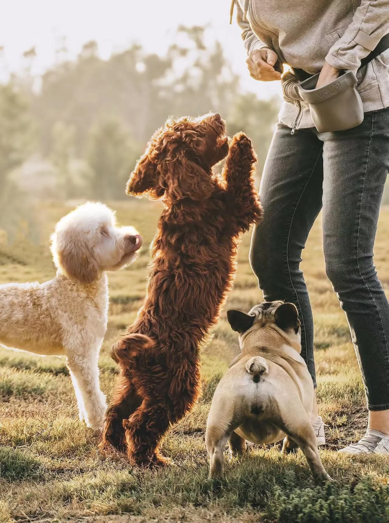 DOGenius Canine Education