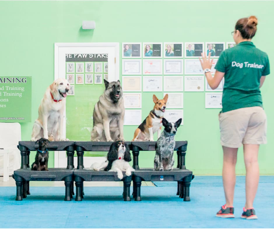 Applause Your Paws, Inc.