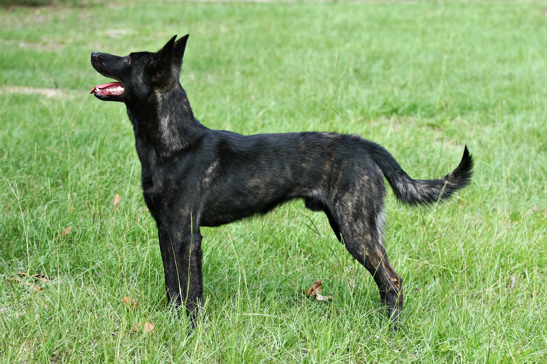 Canine Texas Training LLC