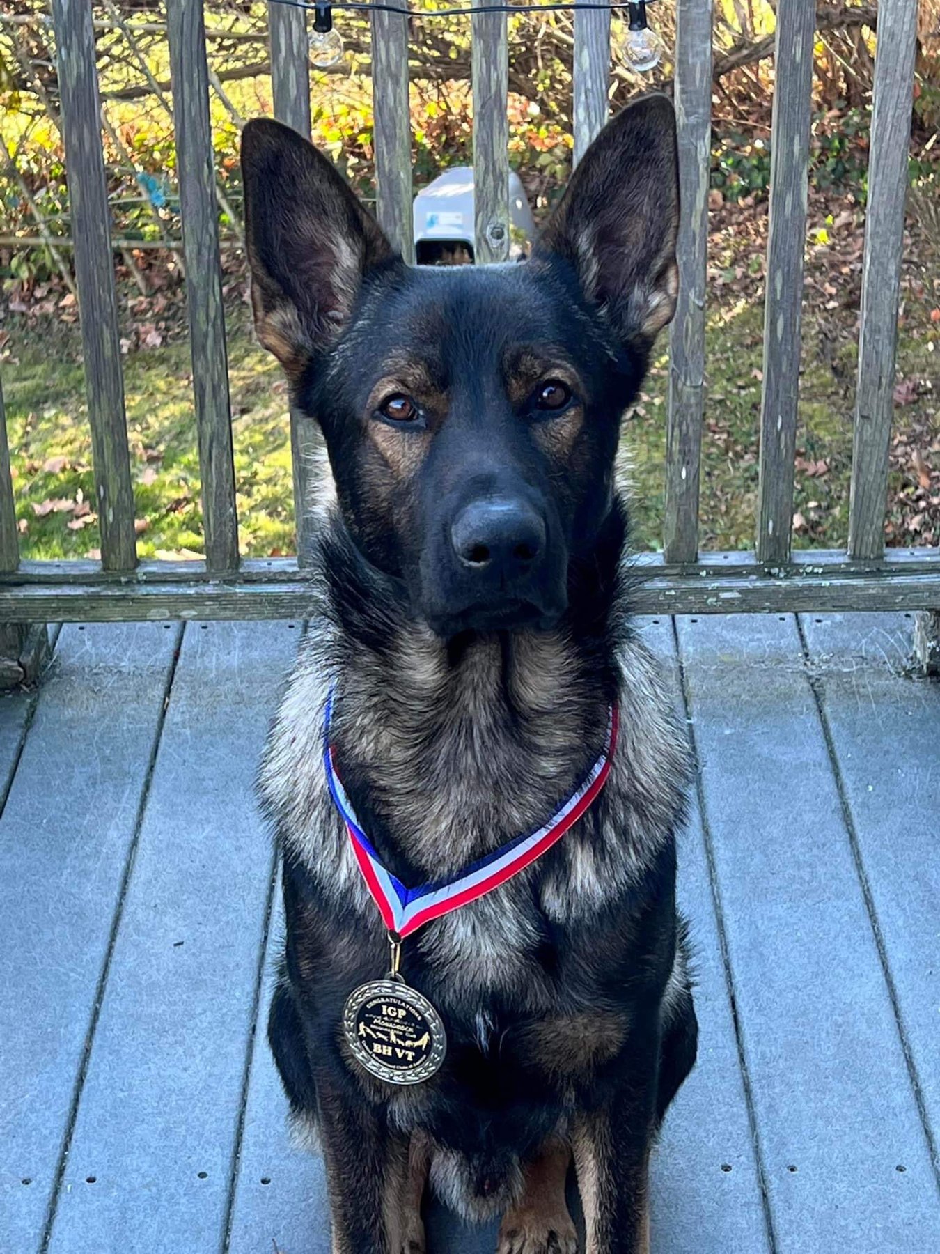 Canine Cadre