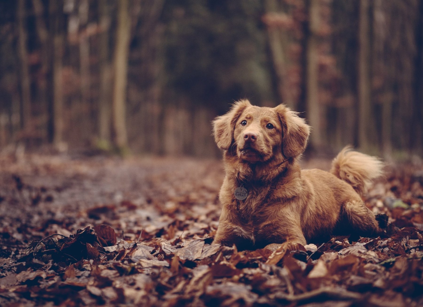 Buffalo Niagara Dog Training