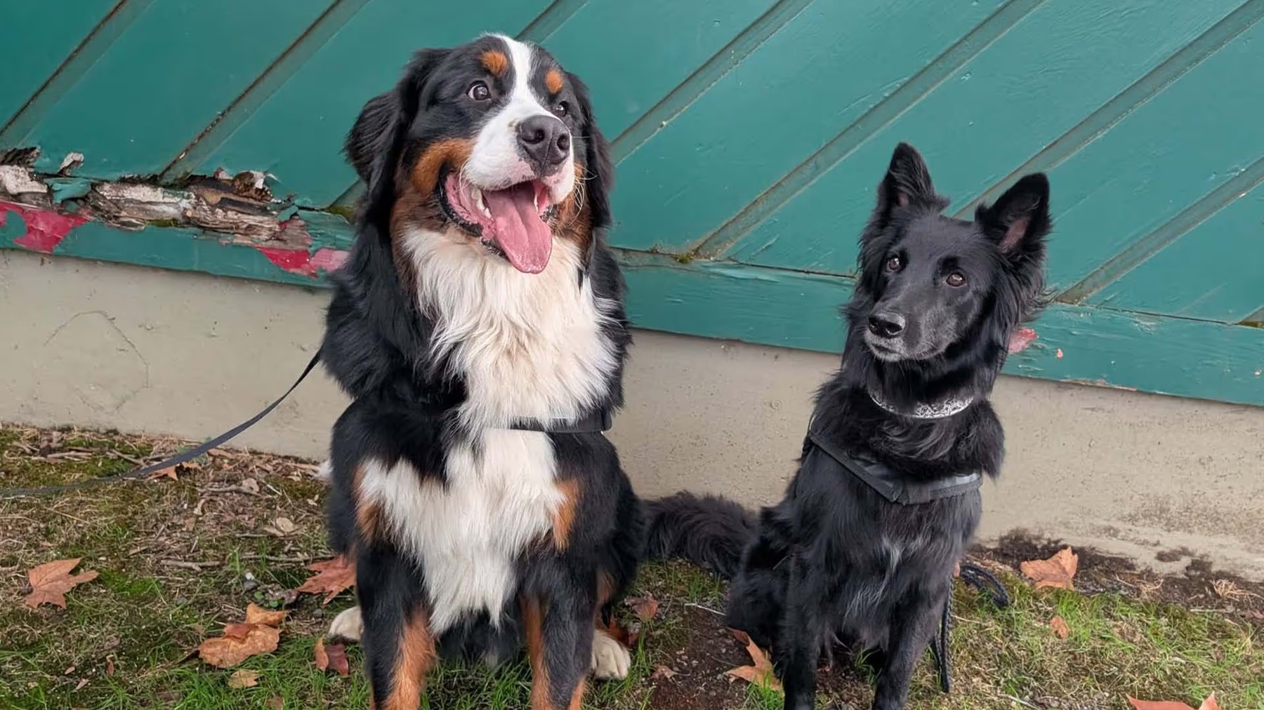 Frankly Dog Training
