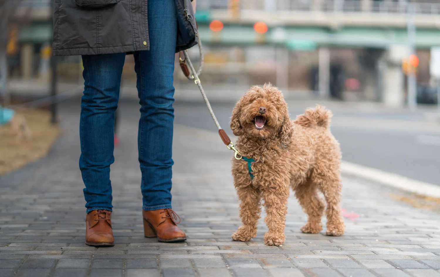 Hudson Barks — dog trainer in Jersey City, NJ