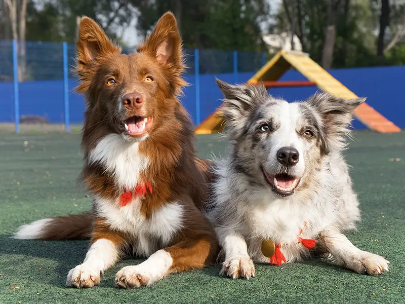 The K9 Class