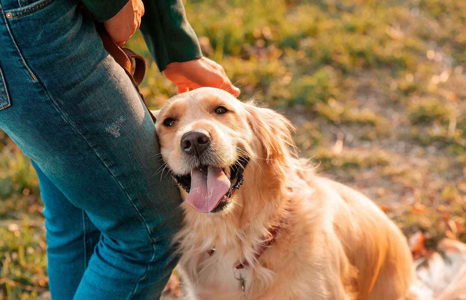 LOMA Behavior and Training: The San Antonio Dog Trainer