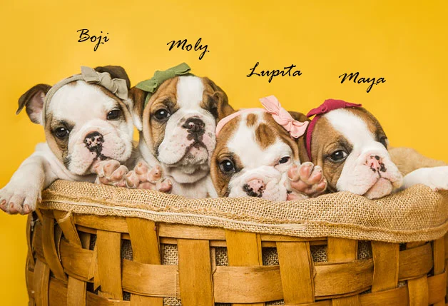 Hippy Pups
