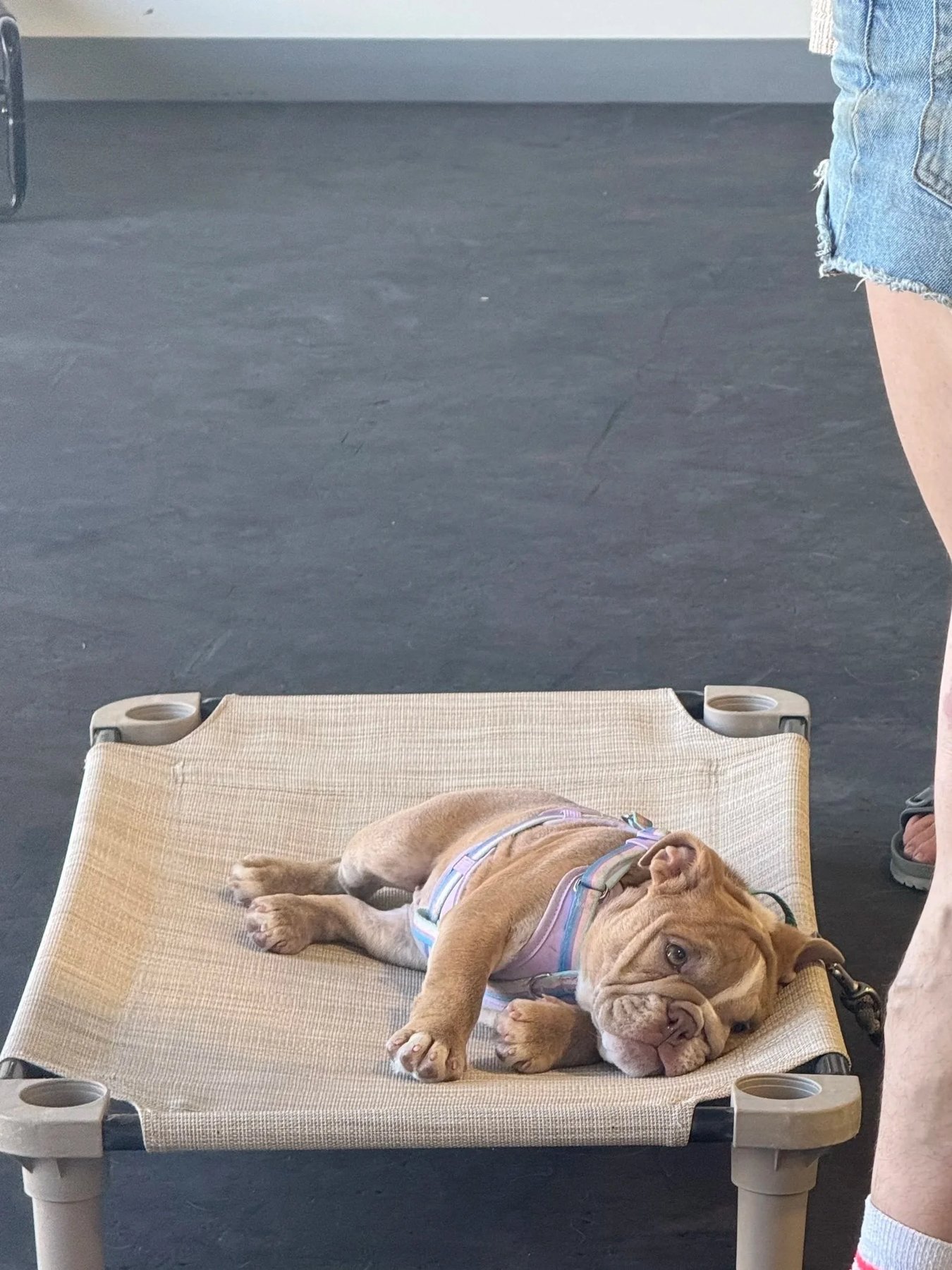Sadie’s School for Dogs