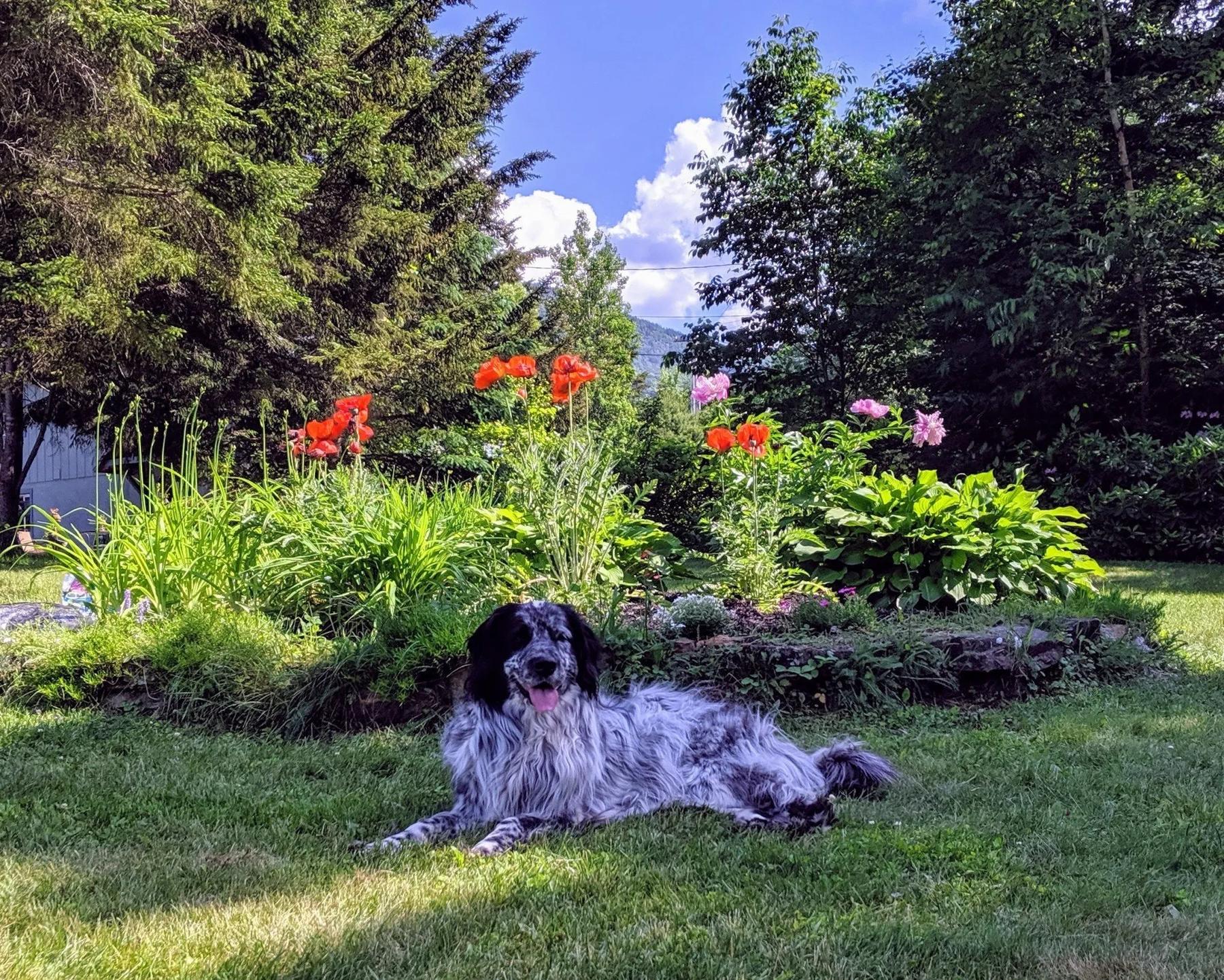 Off the Beaten Trail Canine Facility