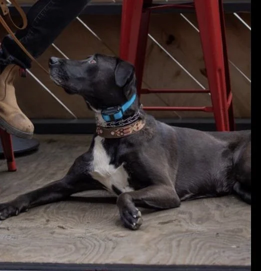 Good Company Canine — dog trainer in San Francisco, CA