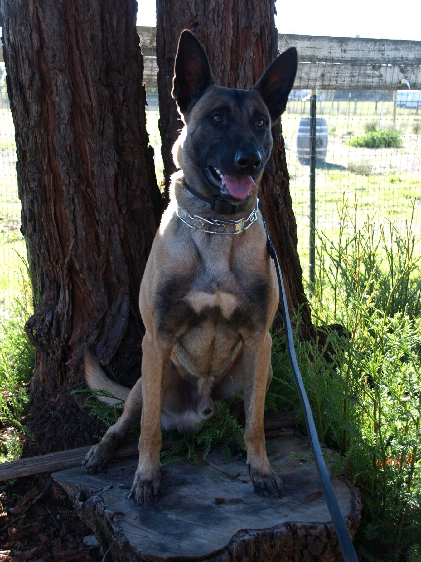 Golden Gate K9