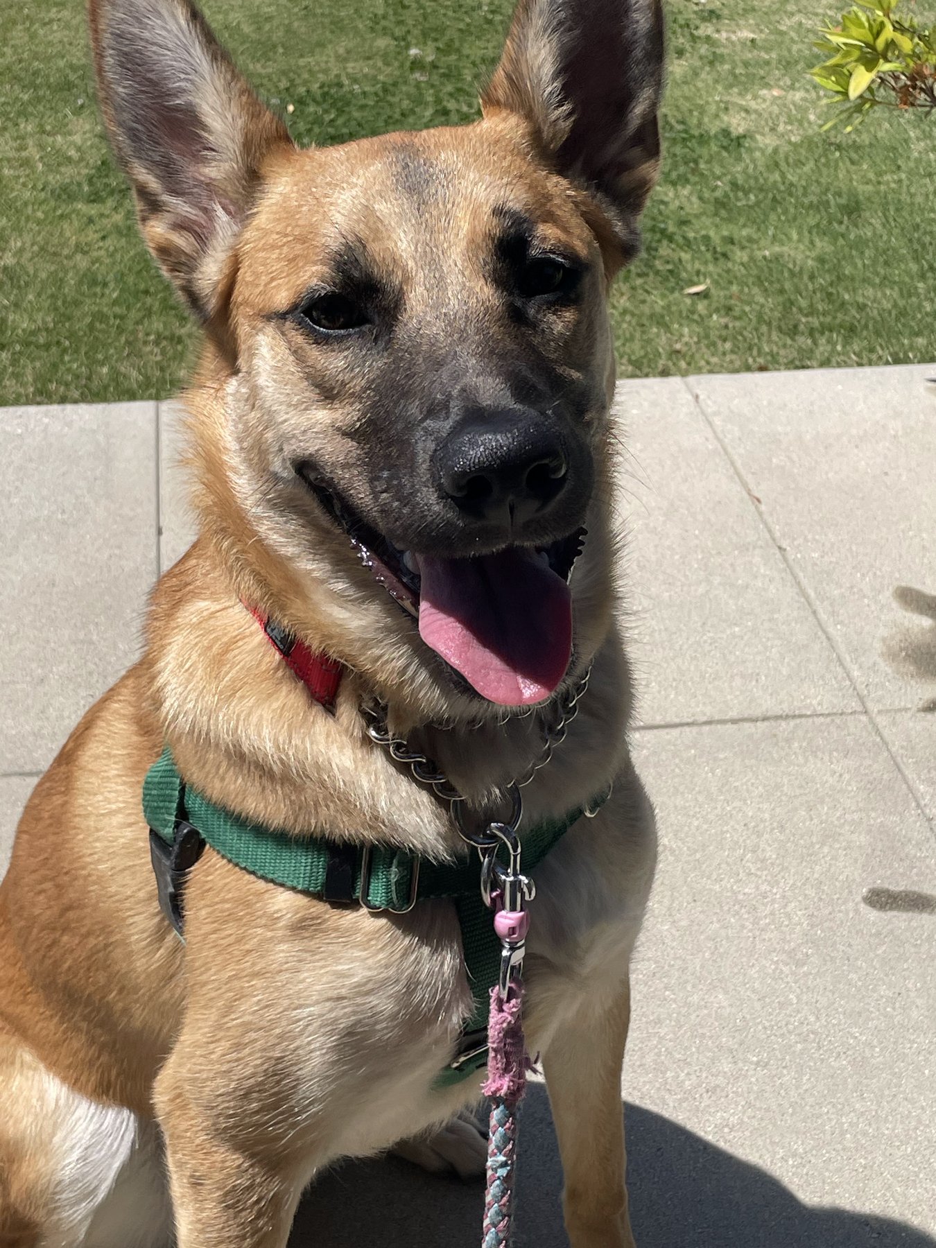 Chutzpaws Dog Training