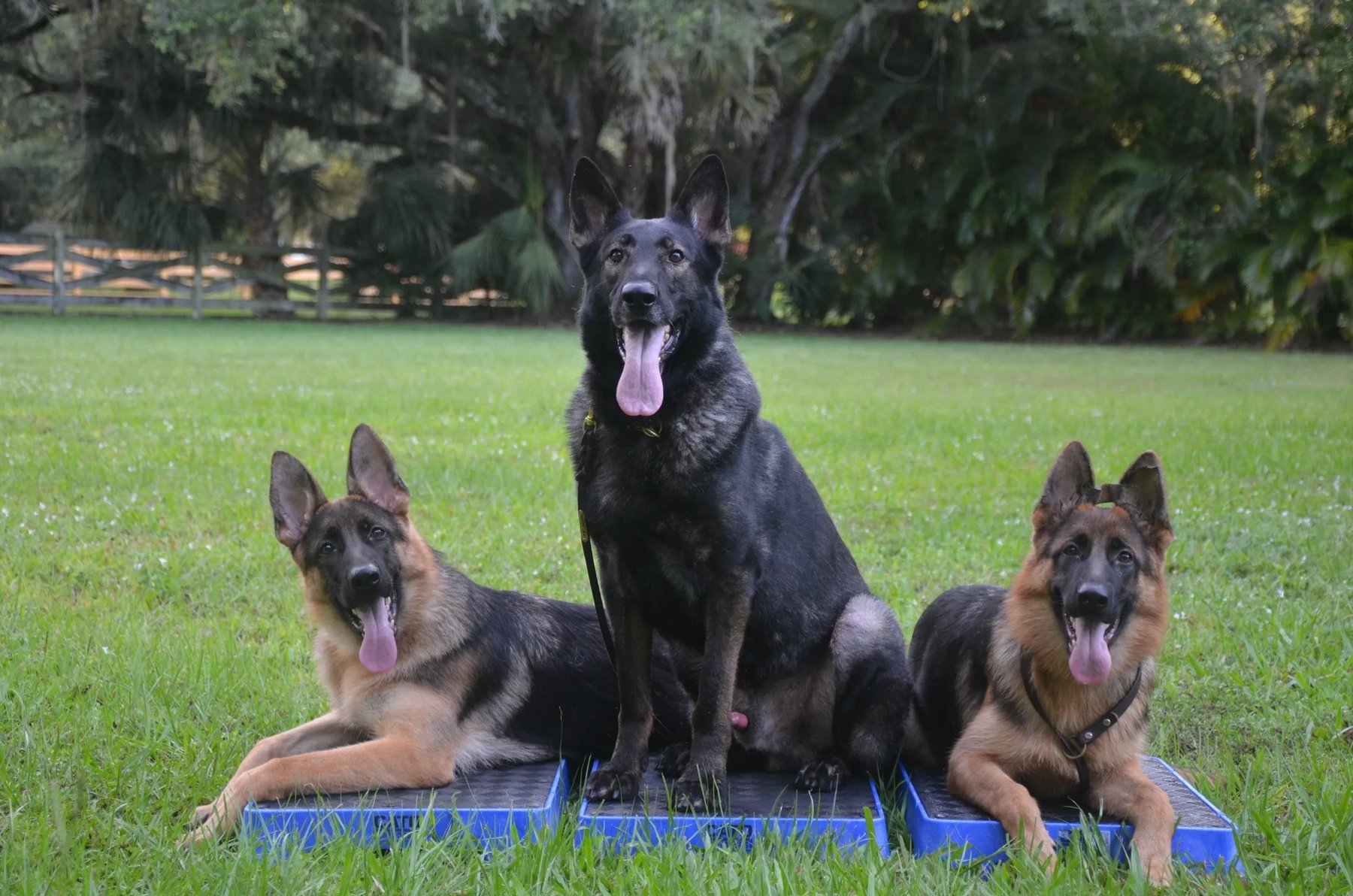 Lake’s Guardians Kennels