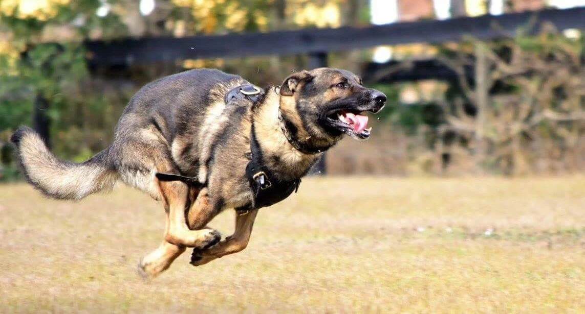 Precision Canine Performance