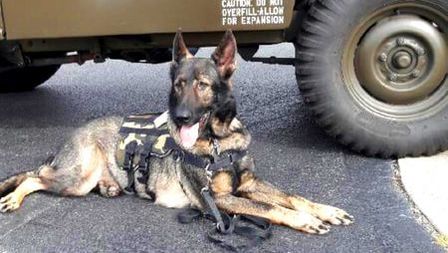 K9s For Veterans, NFP