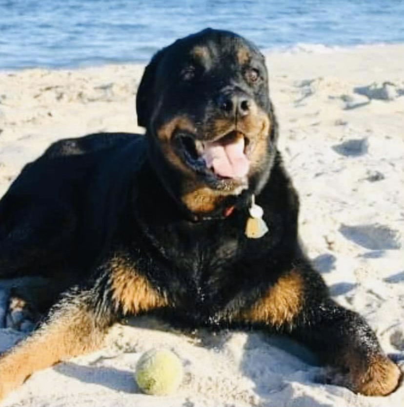 Samantha Pechillo Dog Training — dog trainer in Red Bank, NJ