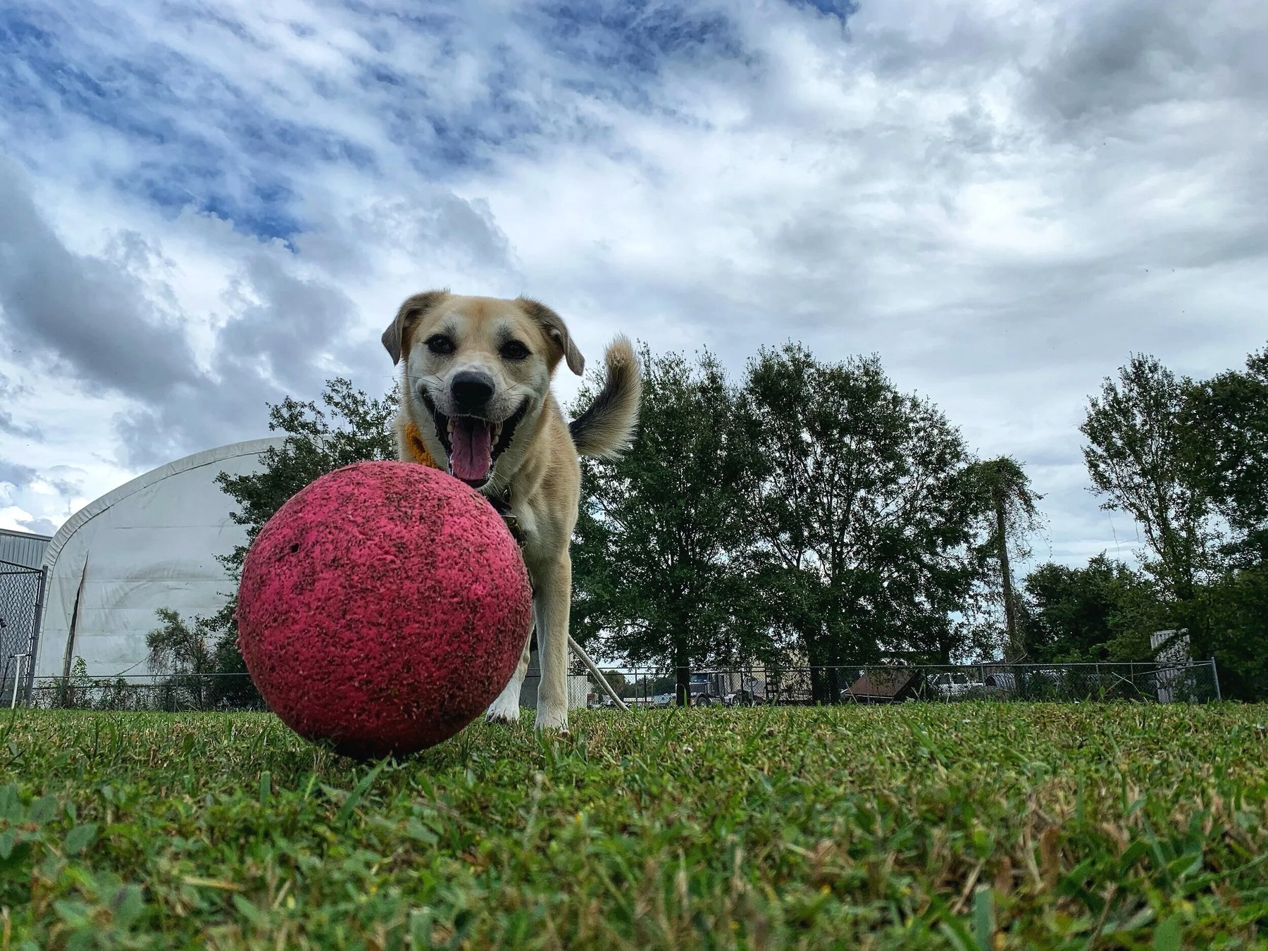 Dogsense Obedience, Inc.