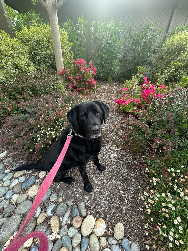Project Fred Dog Training — dog trainer in Walnut Creek, CA