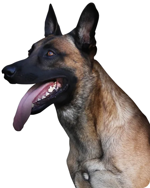 Delta K9 Academy