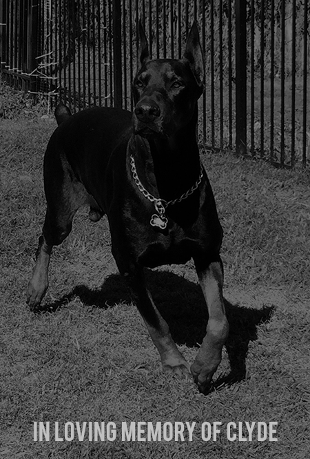 Master K-9 Dog Training