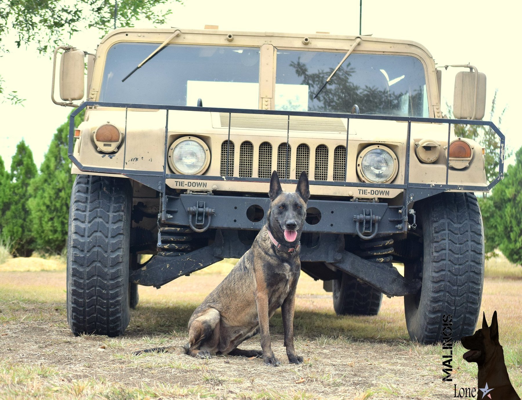 LoneStar Malinois Dog Boarding & Training — dog trainer in Killeen, TX