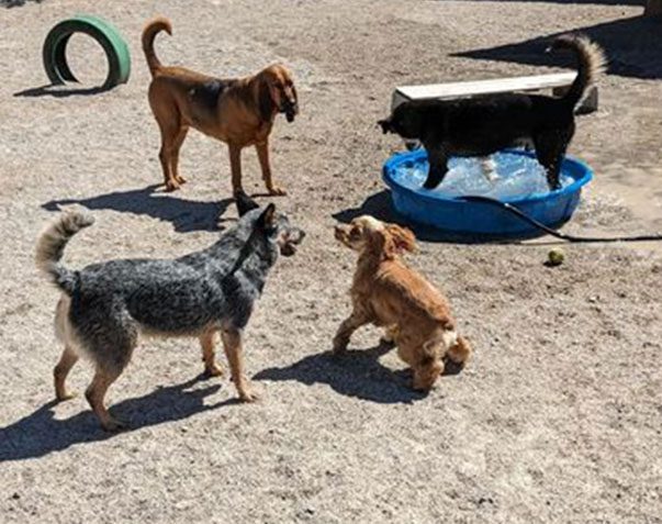 Megan’s Northgate Animal Boarding & Doggy Daycare
