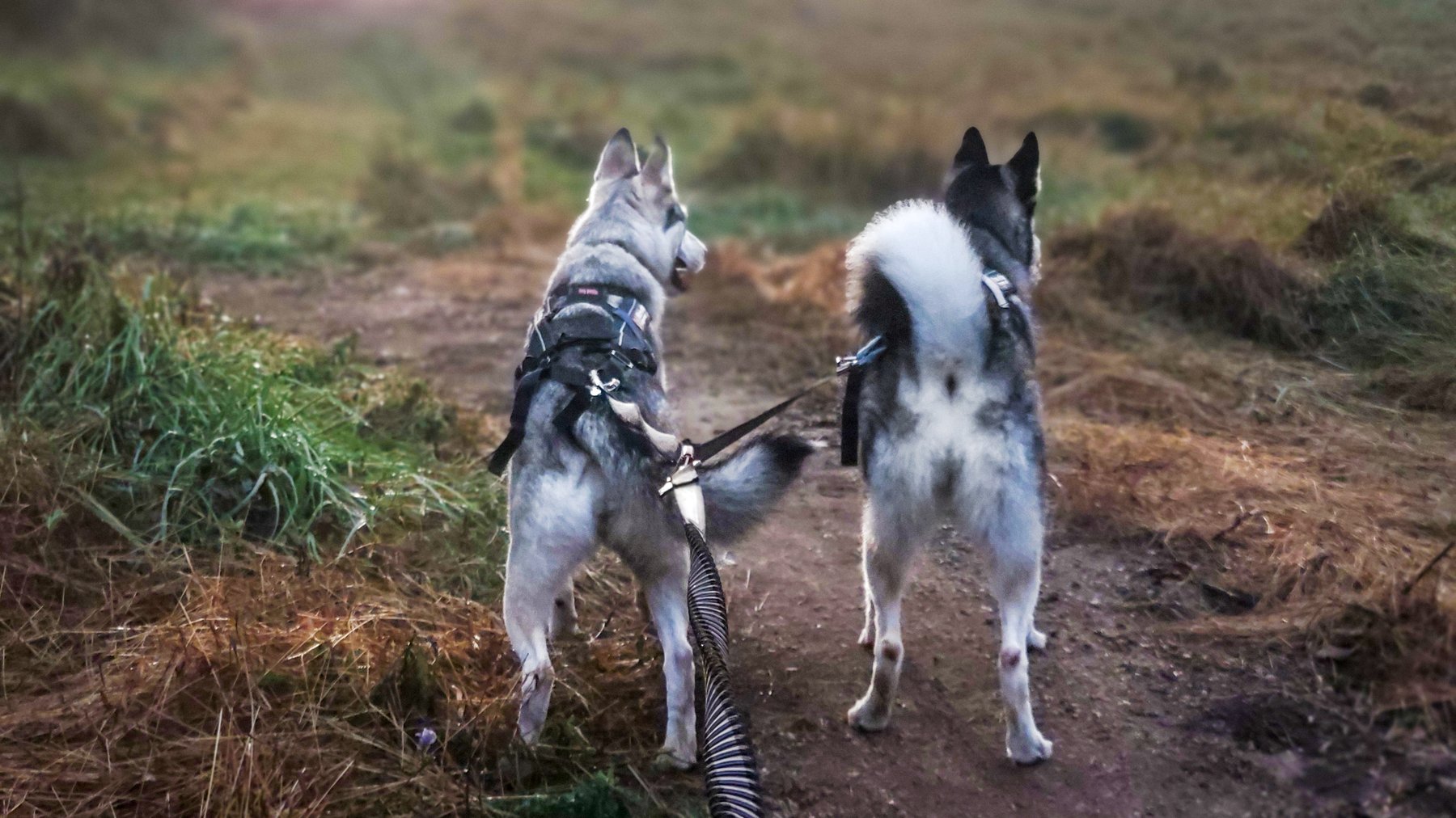 Running with K9s Pet Services LLC — dog trainer in Columbia, MD