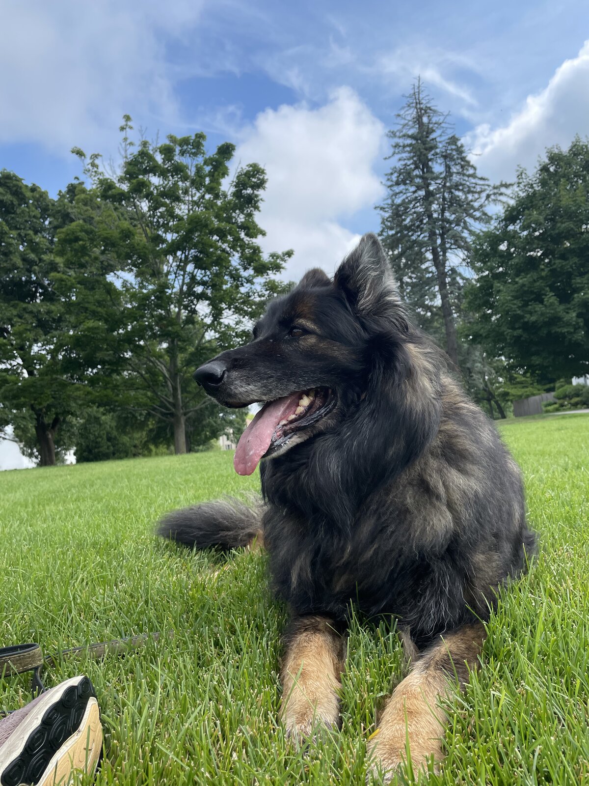 Empawthy Dog Training