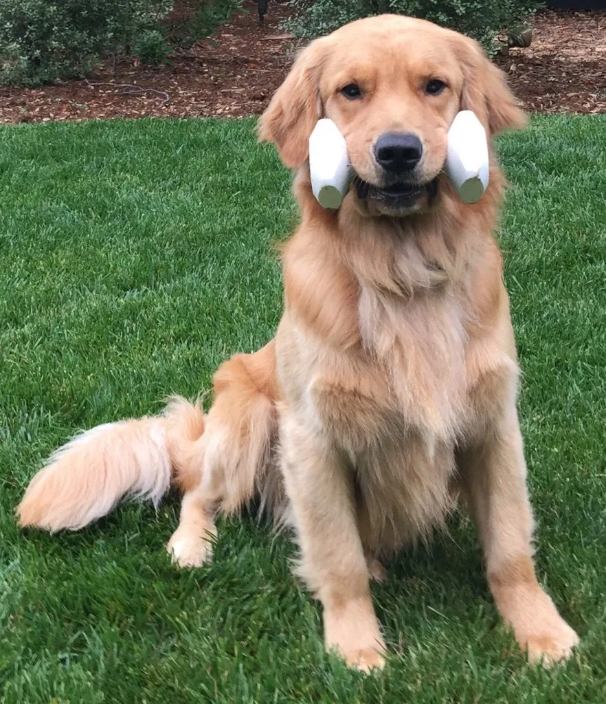 Nathan Woods Dog Trainer — dog trainer in Santa Barbara, CA