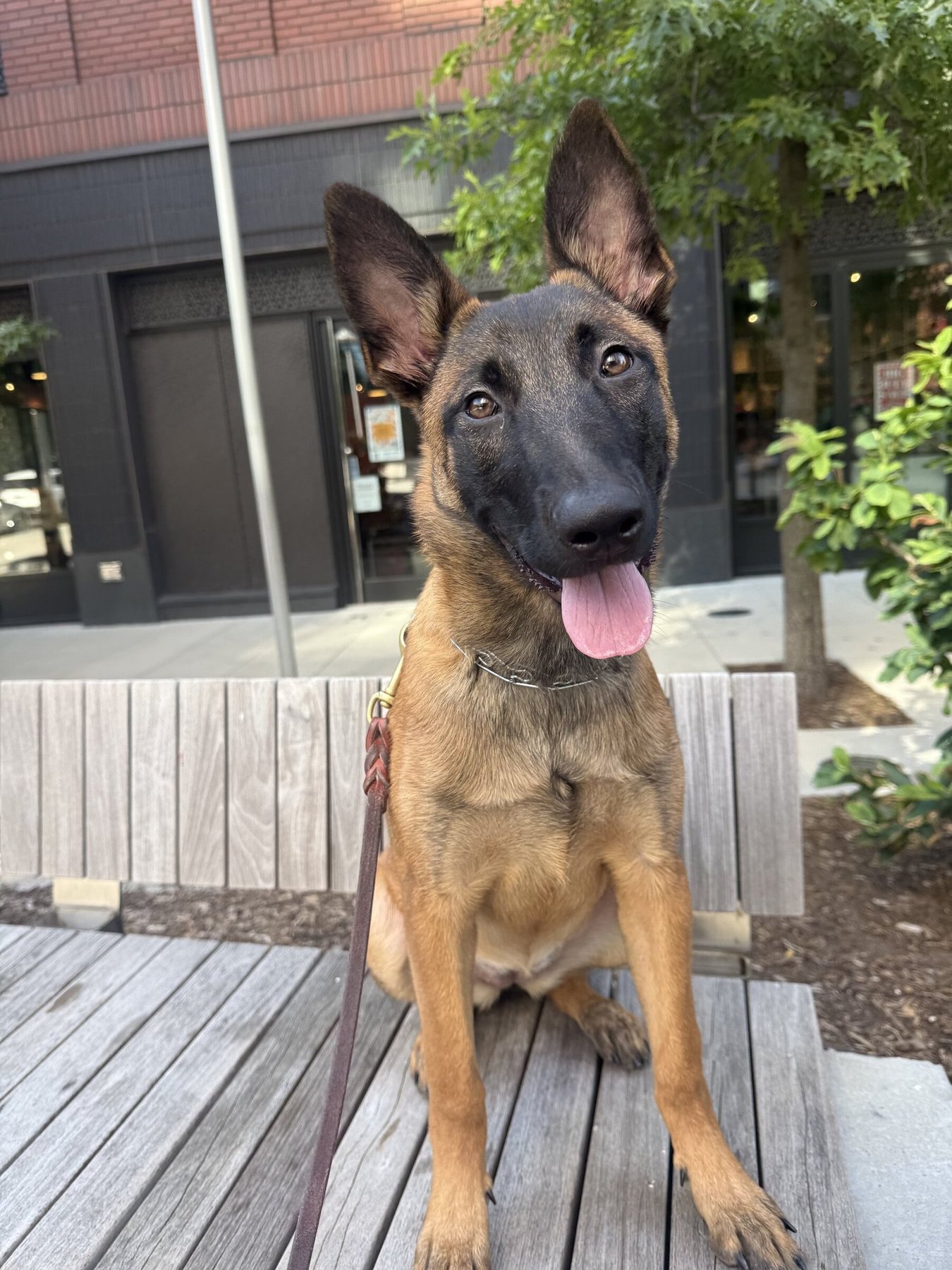 True North Canine
