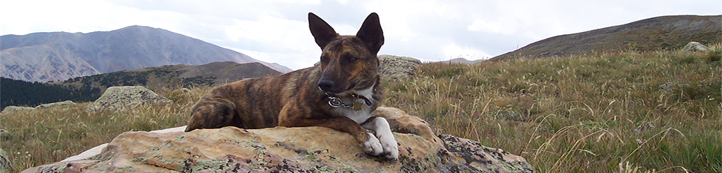 Clear Guidance K9