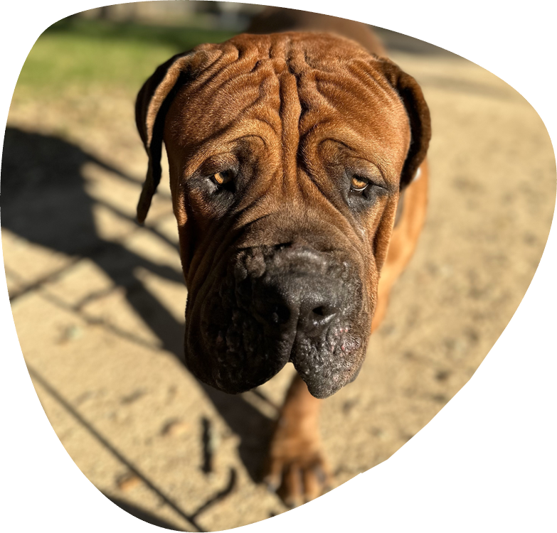 Mans Best Friend Dog Training and Boarding — dog trainer in Santa Rosa, CA