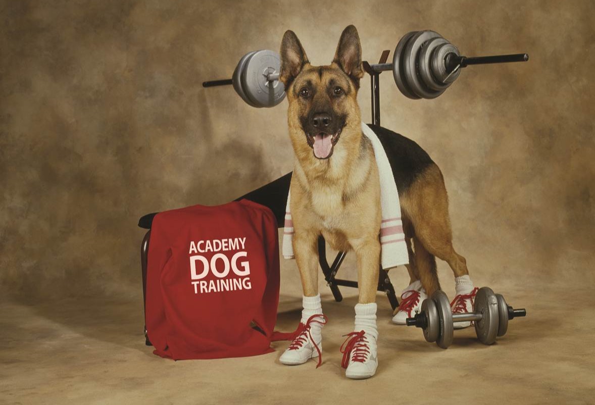 Academy Dog Training