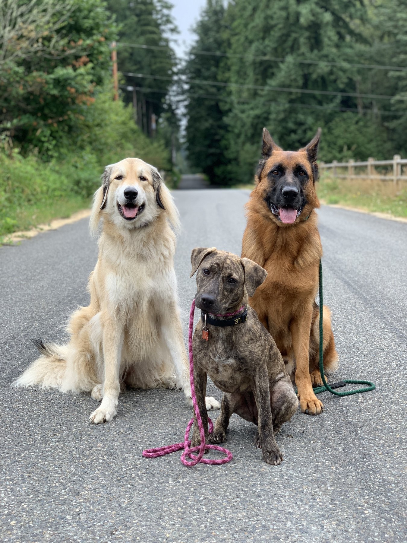 Anderson Acres K9