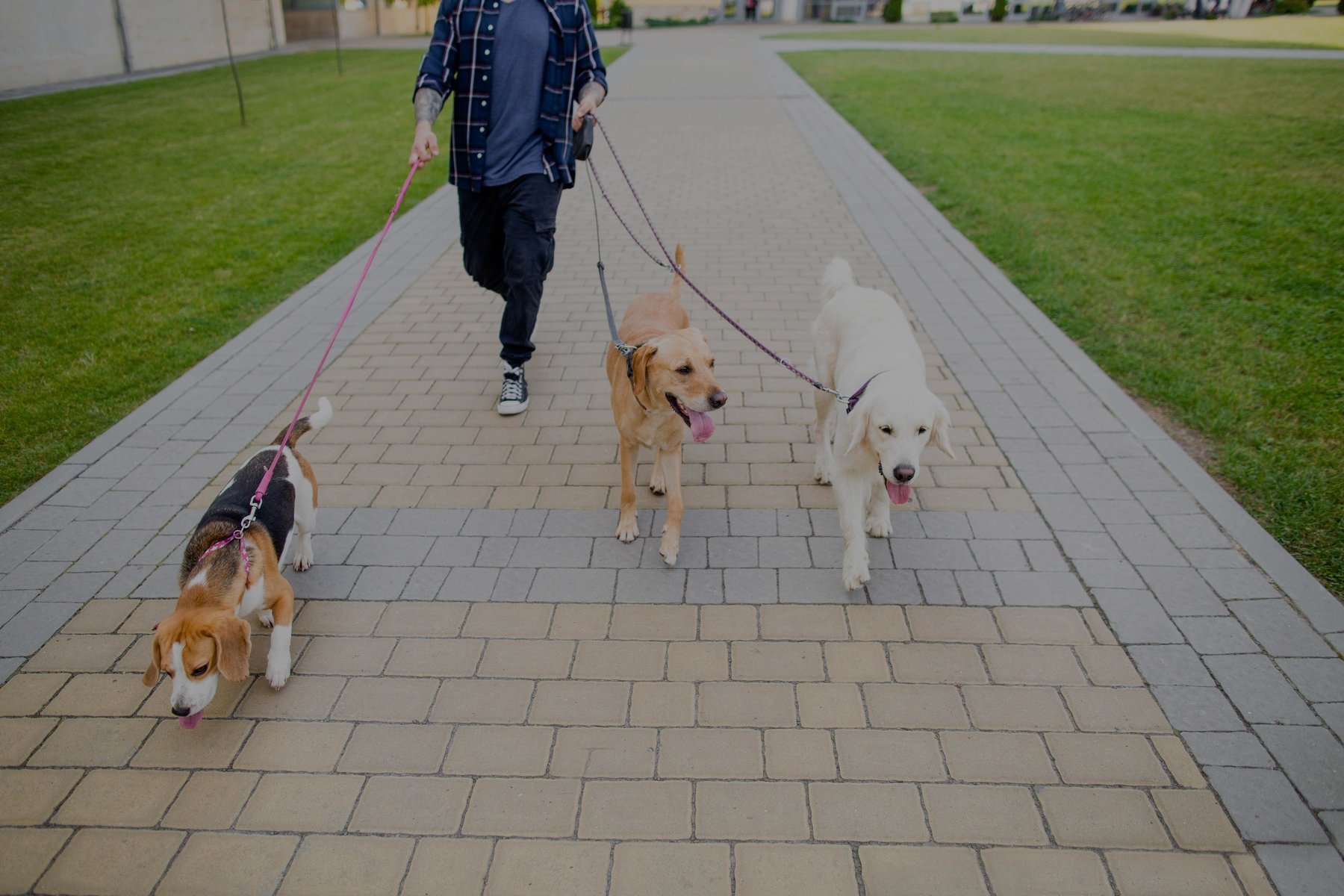 Sit’s Getting Real Dog Training in San Diego