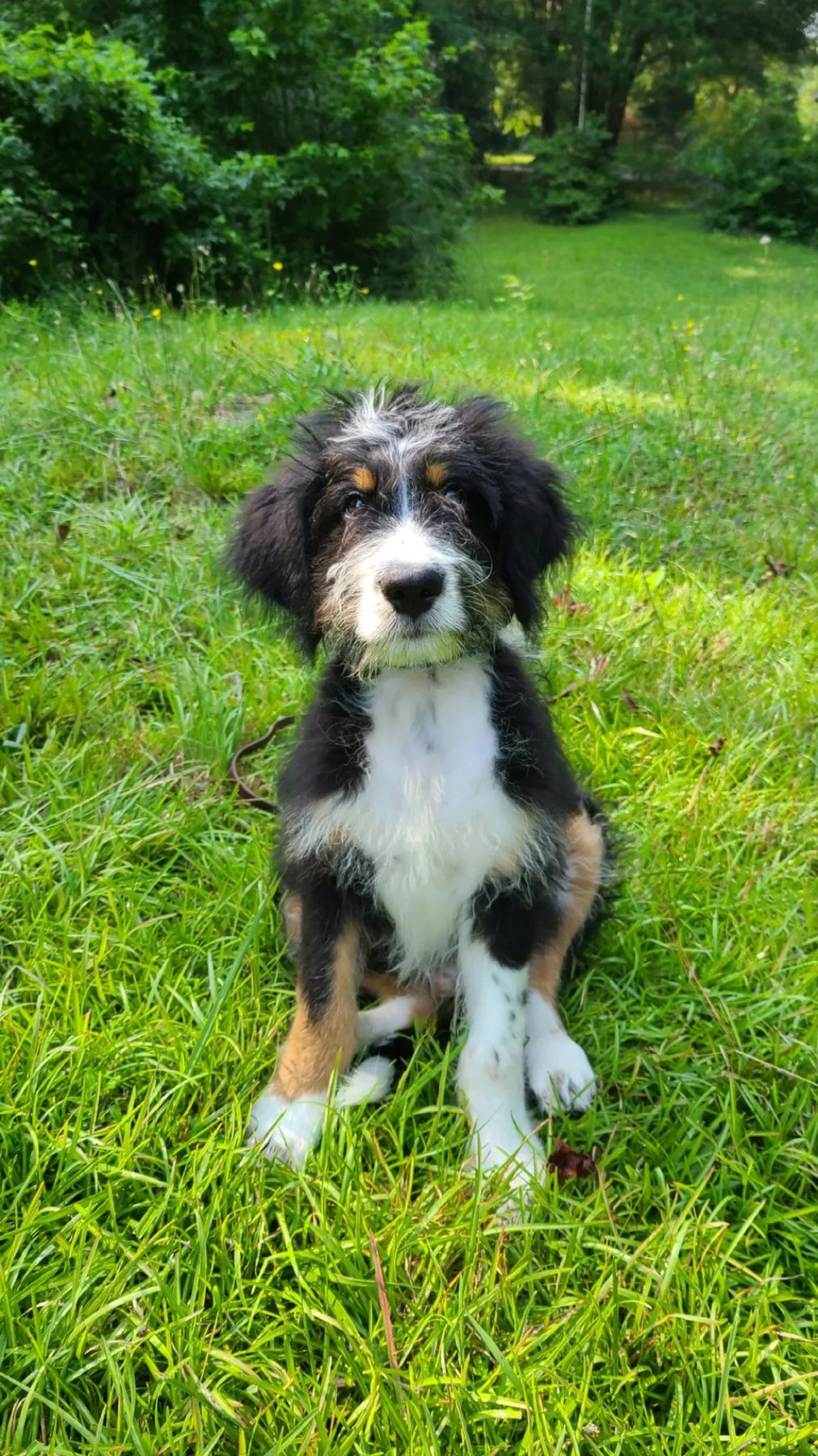 Dog Psychology and Training Center - East Texas — dog trainer in Tyler, TX
