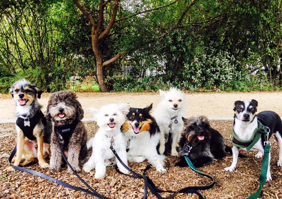 Eastside Hounds Dog Training, Hikes, Grooming