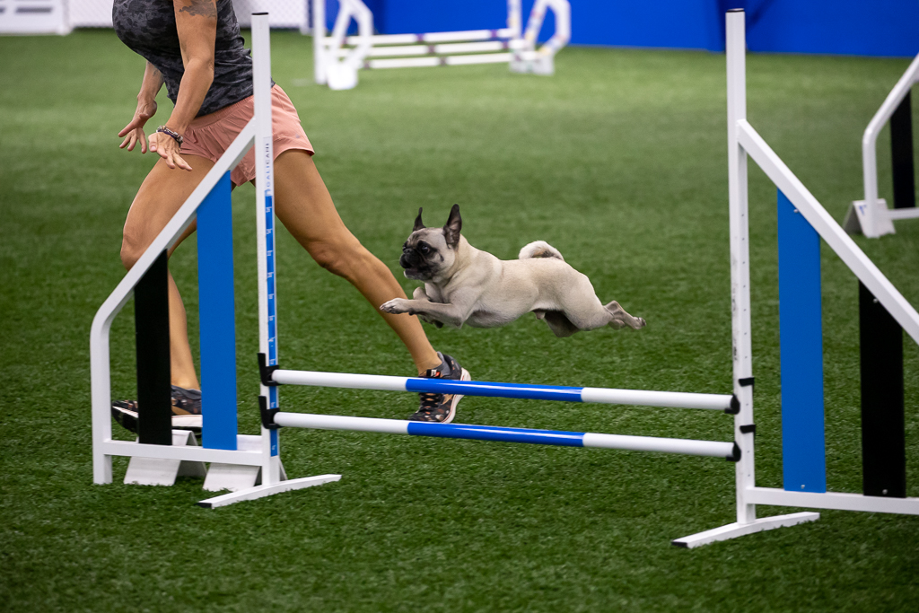 Sarasota Obedience Training