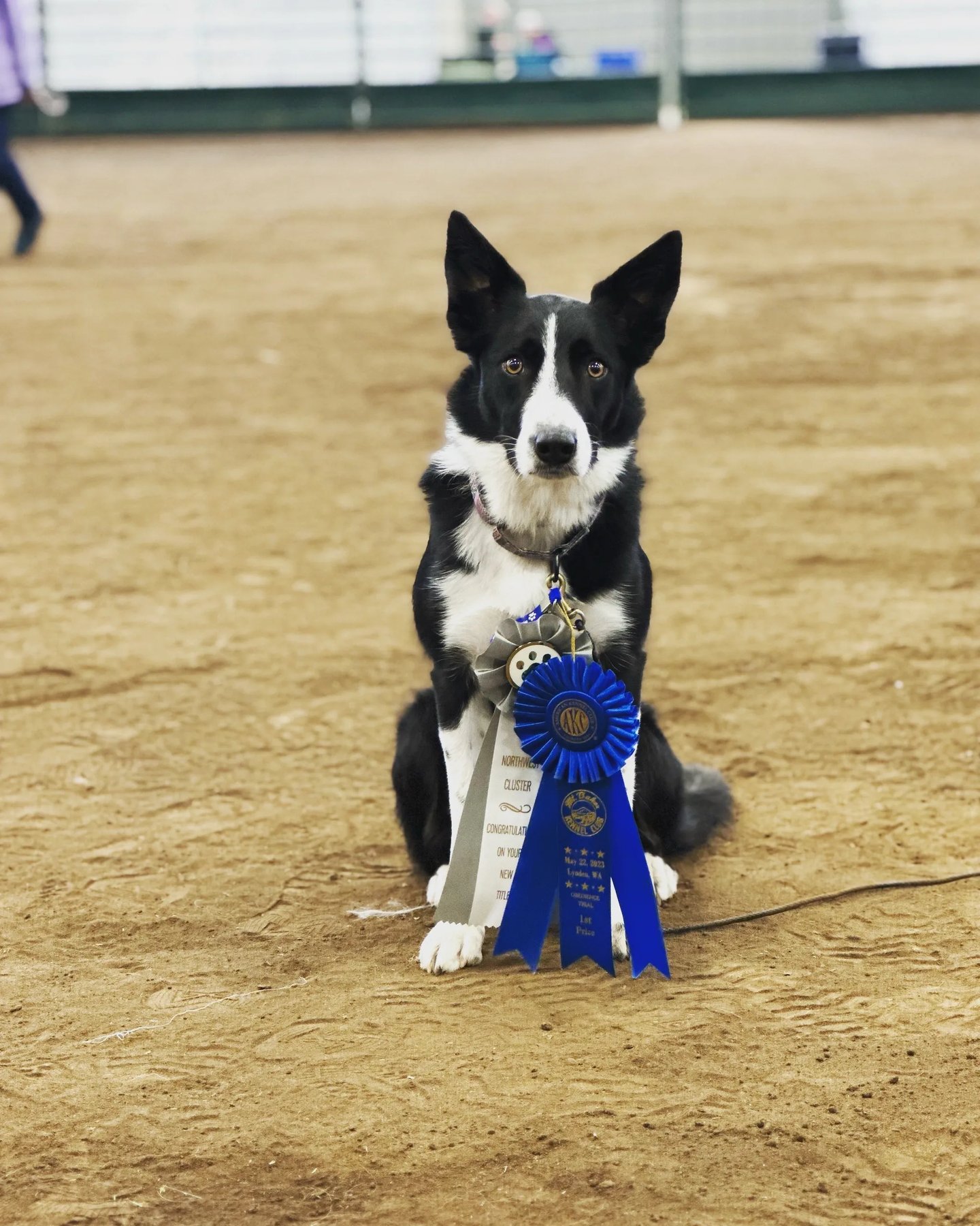 Pawsitive Dog Training School — dog trainer in Bellingham, WA